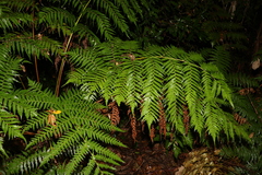 Cyathea australis