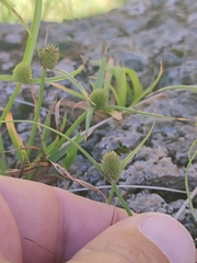 Cyperus brevifolius