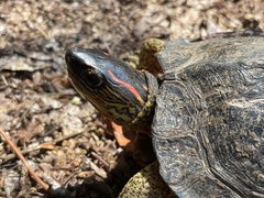 Rhinoclemmys punctularia
