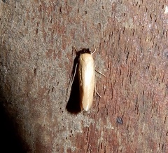 Tineidae