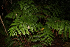 Cyathea australis