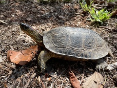 Rhinoclemmys punctularia