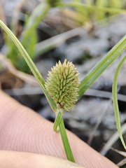 Cyperus brevifolius