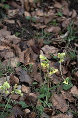 Primula elatior