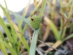Cyperus brevifolius
