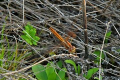 Diplacodes haematodes