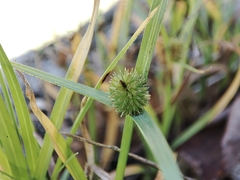 Cyperus brevifolius