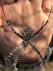 Argiope australis