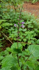 Salvia carnea