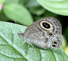 Ypthima huebneri
