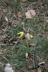 Primula veris