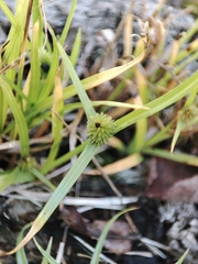 Cyperus brevifolius