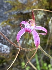 Caladenia harringtoniae