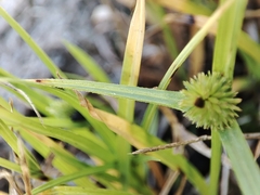 Cyperus brevifolius