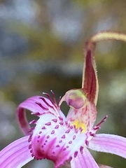 Caladenia harringtoniae