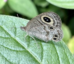 Ypthima huebneri