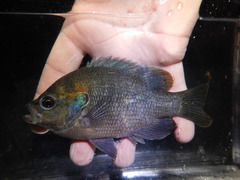 Lepomis miniatus