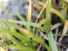 Cyperus brevifolius