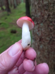 Russula cremoricolor