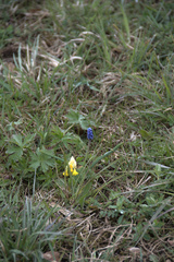 Muscari