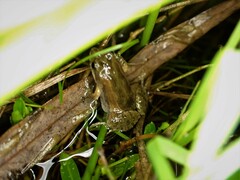 Crinia parinsignifera