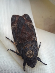 Acherontia atropos