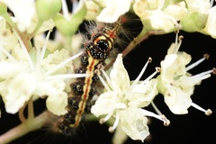 Orvasca subnotata