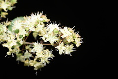 Orvasca subnotata