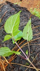 Salvia carnea