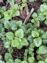 Lamium galeobdolon argentatum