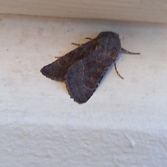 Aporophyla lutulenta