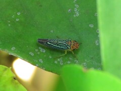 Parathona gratiosa