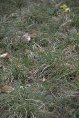 Muscari