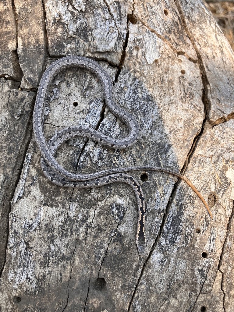 Mopane Snake