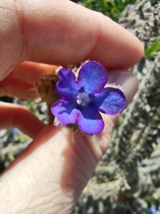 Anchusa officinalis