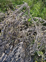 Anchusa officinalis