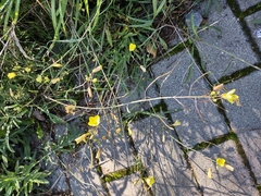 Diplotaxis tenuifolia