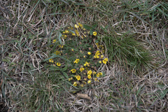 Potentilla