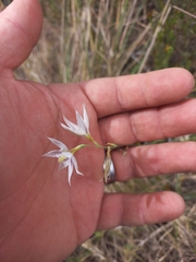 Gladiolus stellatus