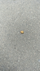Coccinellinae