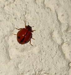 Harmonia octomaculata