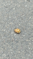Coccinellinae