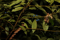 Elaeocarpus reticulatus