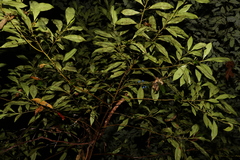 Elaeocarpus reticulatus