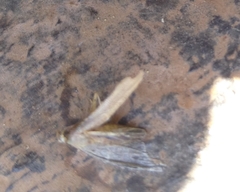 Tathorhynchus exsiccata