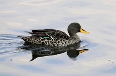 Anas undulata undulata