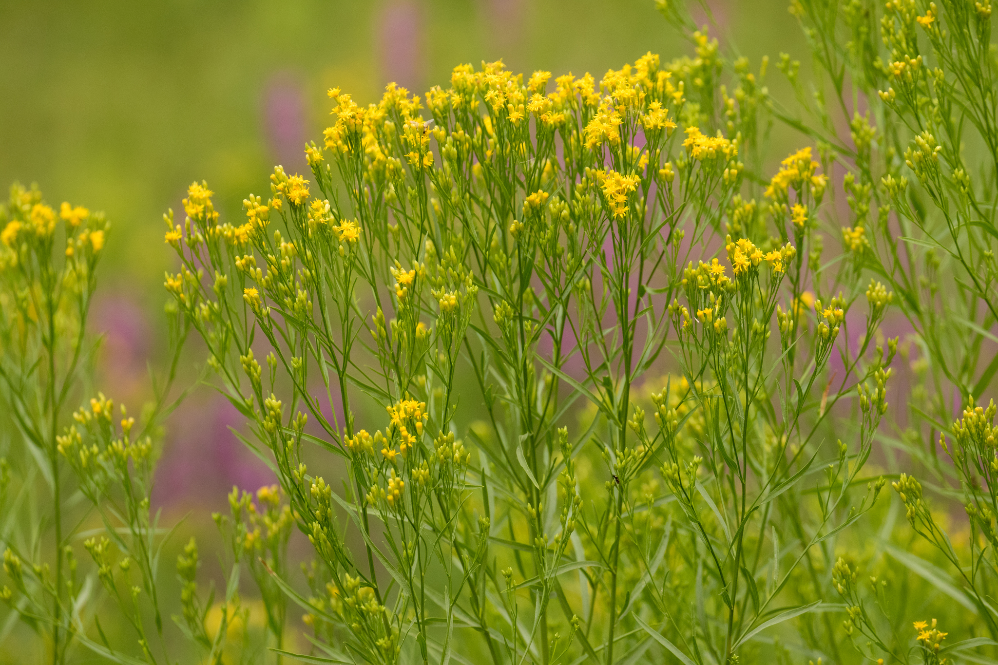 Euthamia occidentalis