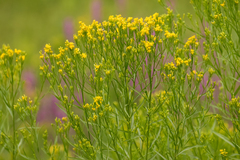 Euthamia occidentalis