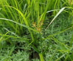 Cyperus esculentus