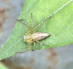 Oxyopes sertatus